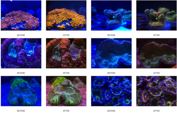 D-D Coral Lense - Die Korallen-Linse für Ihr Smartphone